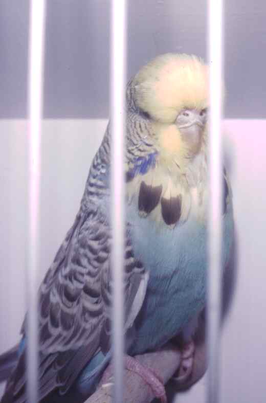 ybyf2002.jpg (19791 bytes)