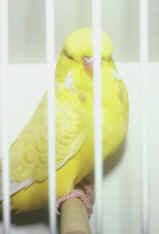 aaaoc.jpg (22296 bytes)