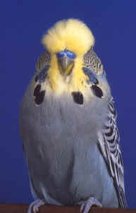 Best Yellowface 2000 & 2001