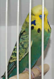 137-2RareYBSaddlebackViolet DarkGreen.JPG (2001387 bytes)