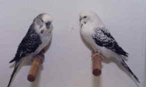 easley.jpg (12123 bytes)